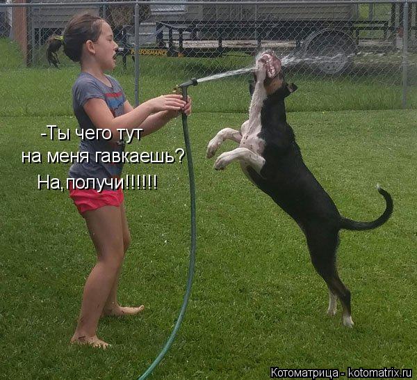 -Ты чего тут на меня гавкаешь? На,получи!!!!!!... Котоматрица: -Ты чего тут на меня гавкаешь? На,получи!!!!!!