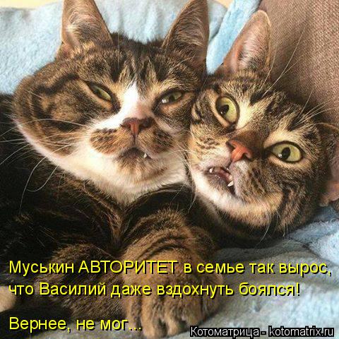 Муськин АВТОРИТЕТ в семье так вырос, что Василий даже вздохнуть боялся! Вернее, не мог…... Котоматрица: Муськин АВТОРИТЕТ в семье так вырос, что Василий даже вздохнуть боялся! Вернее, не мог…
