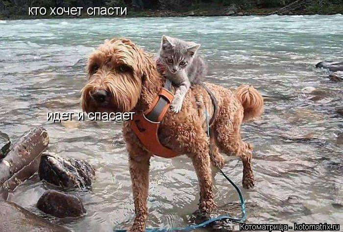 кто хочет спасти идет и спасает... Котоматрица: кто хочет спасти идет и спасает