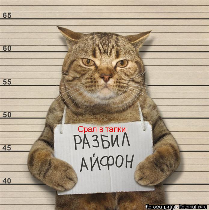 Срал в тапки... Котоматрица: Срал в тапки