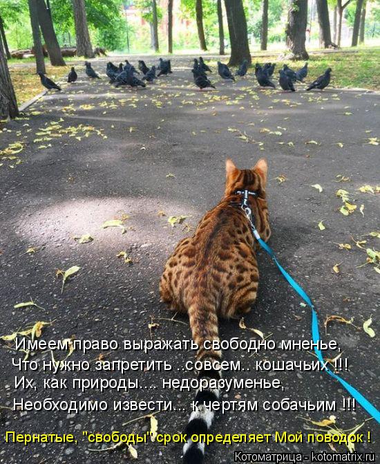 Имеем право выражать свободно мненье, Что нужно запретить ..совсем.. кошачьих !!! Их, как природы....... Котоматрица: Имеем право выражать свободно мненье, Что нужно запретить ..совсем.. кошачьих !!! Их, как природы.... недоразуменье, Необходимо извести... к черт