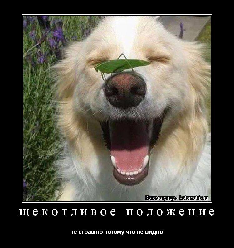 щекотливое положение не страшно потому что не видно... Котоматрица: щекотливое положение не страшно потому что не видно