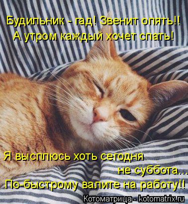 Будильник - гад! Звенит опять!! А утром каждый хочет спать! Я высплюсь хоть сегодня не суббота... По... Котоматрица: Будильник - гад! Звенит опять!! А утром каждый хочет спать! Я высплюсь хоть сегодня не суббота... По-быстрому валите на работу!!