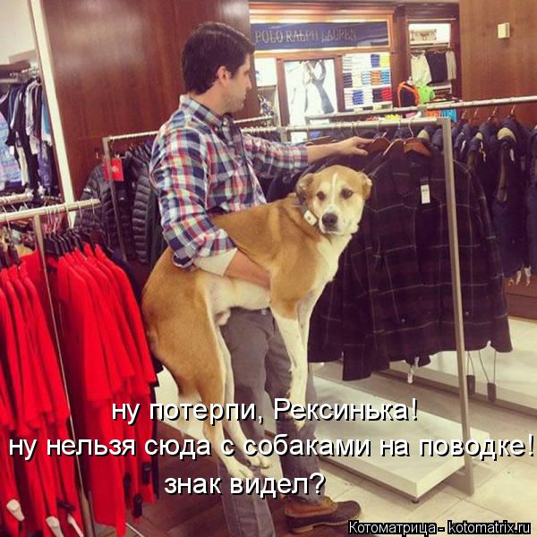 ну нельзя сюда с собаками на поводке! знак видел? ну потерпи, Рексинька!... Котоматрица: ну нельзя сюда с собаками на поводке! знак видел? ну потерпи, Рексинька!