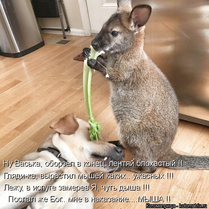 Ну Васька, оборзел в конец, лентяй блохастый !! Гляди-ка, вырастил мышей каких.. ужасных !!! Лежу, в ... Котоматрица: Ну Васька, оборзел в конец, лентяй блохастый !! Гляди-ка, вырастил мышей каких.. ужасных !!! Лежу, в испуге замерев Я, чуть дыша !!! Послал же Бог..