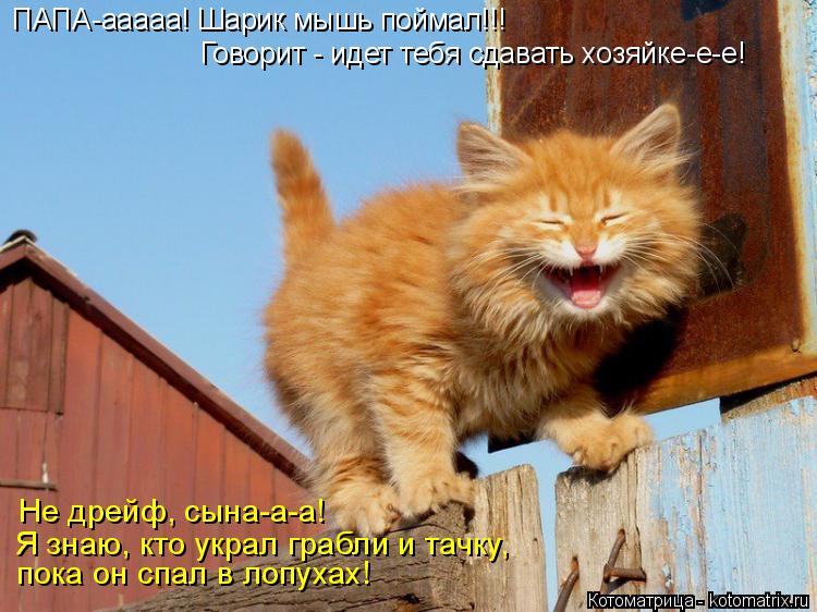 ПАПА-ааааа! Шарик мышь поймал!!! Говорит - идет тебя сдавать хозяйке-е-е! Не дрейф, сына-а-а! Я знаю,... Котоматрица: ПАПА-ааааа! Шарик мышь поймал!!! Говорит - идет тебя сдавать хозяйке-е-е! Не дрейф, сына-а-а! Я знаю, кто украл грабли и тачку, пока он спал в лоп