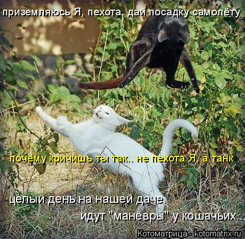 приземляюсь Я, пехота, дай посадку самолёту почему кричишь ты так.. не пехота Я, а танк целый день на... Котоматрица: приземляюсь Я, пехота, дай посадку самолёту почему кричишь ты так.. не пехота Я, а танк целый день на нашей даче идут "манёвры" у кошачьих...