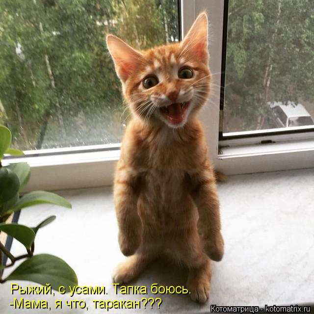 Рыжий, с усами. Тапка боюсь. -Мама, я что, таракан???... Котоматрица: Рыжий, с усами. Тапка боюсь. -Мама, я что, таракан???