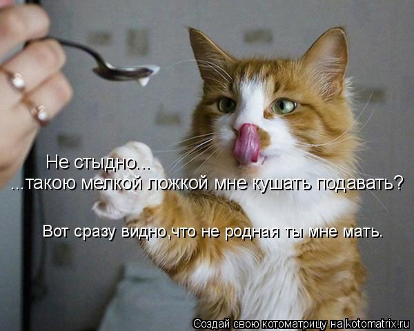 Не стыдно... ...такою мелкой ложкой мне кушать подавать? Вот сразу видно,что не родная ты мне мать.... Котоматрица: Не стыдно... ...такою мелкой ложкой мне кушать подавать? Вот сразу видно,что не родная ты мне мать.