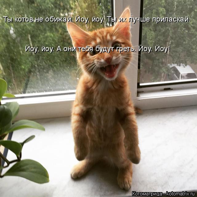 Ты котов не обижай. Йоу, йоу. Ты их лучше приласкай. Йоу, йоу. А они тебя будут греть. Йоу. Йоу!... Котоматрица: Ты котов не обижай. Йоу, йоу. Ты их лучше приласкай. Йоу, йоу. А они тебя будут греть. Йоу. Йоу!