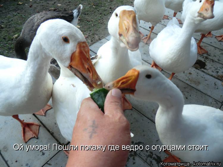 Ой умора! Пошли покажу где ведро с огурцами стоит.... Котоматрица: Ой умора! Пошли покажу где ведро с огурцами стоит.