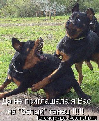 Да не приглашала я Вас на "белый" танец !!!!!... Котоматрица: Да не приглашала я Вас на "белый" танец !!!!!