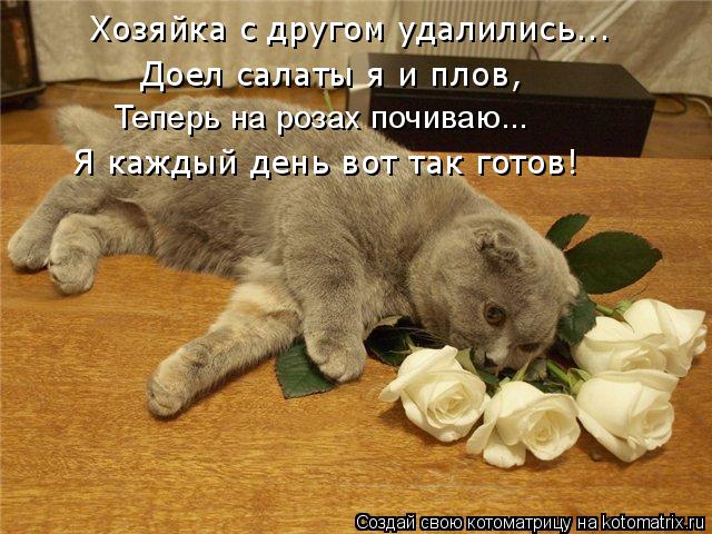 Хозяйка с другом удалились... Доел салаты я и плов, Теперь на розах почиваю... Я каждый день вот так ... Котоматрица: Хозяйка с другом удалились... Доел салаты я и плов, Теперь на розах почиваю... Я каждый день вот так готов!