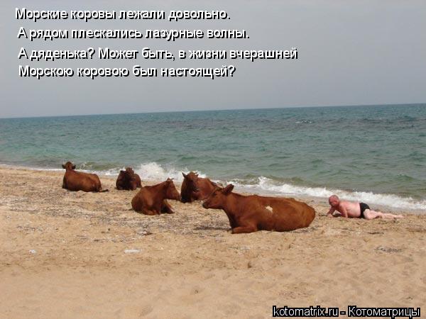 Морские коровы лежали довольно. А рядом плескались лазурные волны. А дяденька? Может быть, в жизни вч... Котоматрица: Морские коровы лежали довольно. А рядом плескались лазурные волны. А дяденька? Может быть, в жизни вчерашней Морскою коровою был настоящей?