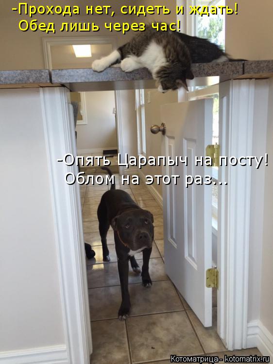 -Прохода нет, сидеть и ждать! Обед лишь через час! -Опять Царапыч на посту! Облом на этот раз...... Котоматрица: -Прохода нет, сидеть и ждать! Обед лишь через час! -Опять Царапыч на посту! Облом на этот раз...