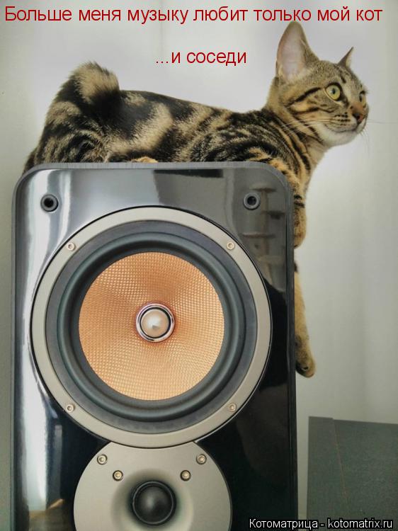 Больше меня музыку любит только мой кот ...и соседи... Котоматрица: Больше меня музыку любит только мой кот ...и соседи