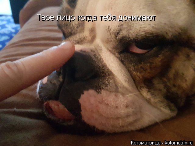 Твое лицо когда тебя донимают... Котоматрица: Твое лицо когда тебя донимают