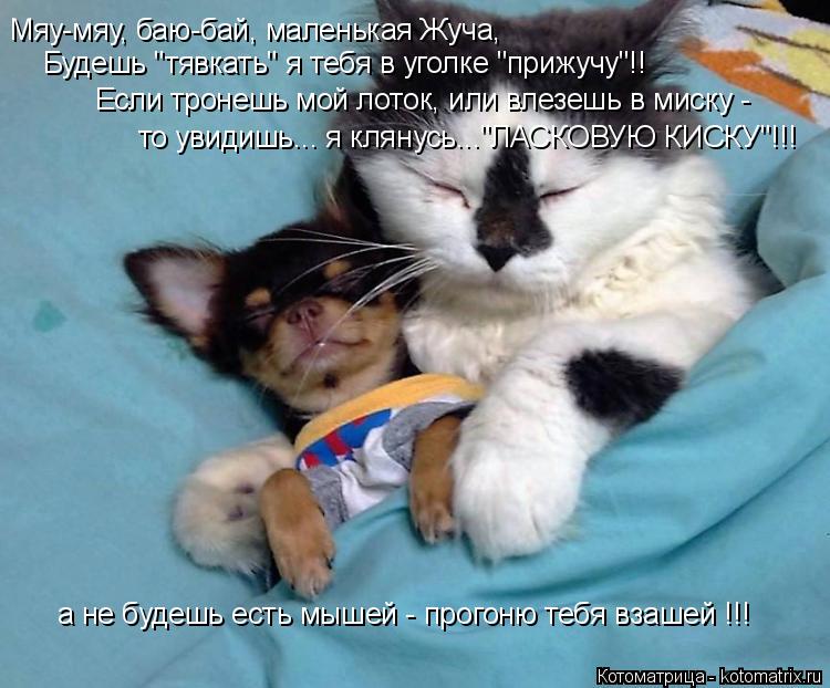 Мяу-мяу, баю-бай, маленькая Жуча, Будешь "тявкать" я тебя в уголке "прижучу"!! Если тронешь мой лоток... Котоматрица: Мяу-мяу, баю-бай, маленькая Жуча, Будешь "тявкать" я тебя в уголке "прижучу"!! Если тронешь мой лоток, или влезешь в миску - то увидишь... я кляну