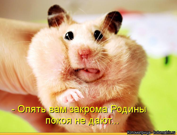 - Опять вам закрома Родины покоя не дают...... Котоматрица: - Опять вам закрома Родины покоя не дают...