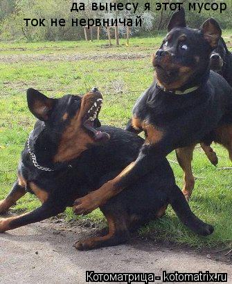 да вынесу я этот мусор ток не нервничай... Котоматрица: да вынесу я этот мусор ток не нервничай