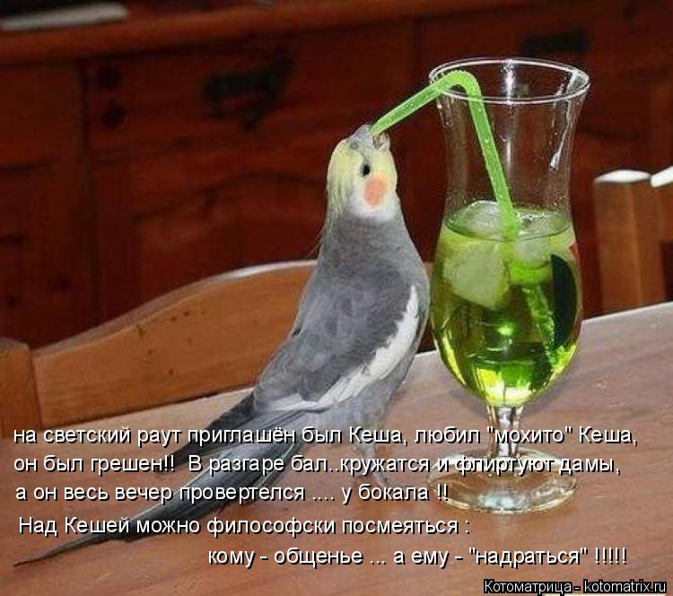 на светский раут приглашён был Кеша, любил "мохито" Кеша, он был грешен!! В разгаре бал..кружатся и ... Котоматрица: на светский раут приглашён был Кеша, любил "мохито" Кеша, он был грешен!! В разгаре бал..кружатся и флиртуют дамы, а он весь вечер провертелся