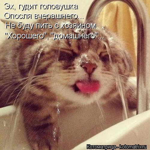 Эх, гудит головушка Опосля вчерашнего... Не буду пить с хозяином "Хорошего", "домашнего"...... Котоматрица: Эх, гудит головушка Опосля вчерашнего... Не буду пить с хозяином "Хорошего", "домашнего"...