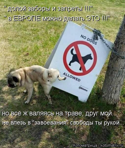 " долой заборы и запреты !!!" " в ЕВРОПЕ можно делать ЭТО !!!" но всё ж валяясь на траве, друг мой...... Котоматрица: " долой заборы и запреты !!!" " в ЕВРОПЕ можно делать ЭТО !!!" но всё ж валяясь на траве, друг мой... не влезь в "завоевания" свободы ты рукой...