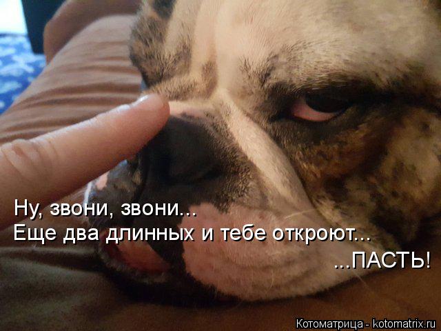 Ну, звони, звони... Еще два длинных и тебе откроют... ...ПАСТЬ!... Котоматрица: Ну, звони, звони... Еще два длинных и тебе откроют... ...ПАСТЬ!