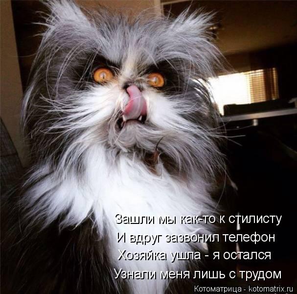Зашли мы как-то к стилисту И вдруг зазвонил телефон Хозяйка ушла - я остался Узнали меня лишь с трудо... Котоматрица: Зашли мы как-то к стилисту И вдруг зазвонил телефон Хозяйка ушла - я остался Узнали меня лишь с трудом