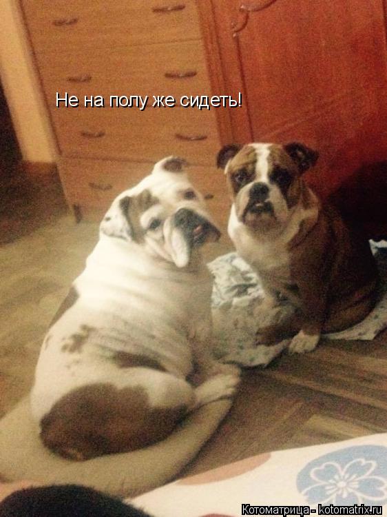 Не на полу же сидеть!... Котоматрица: Не на полу же сидеть!