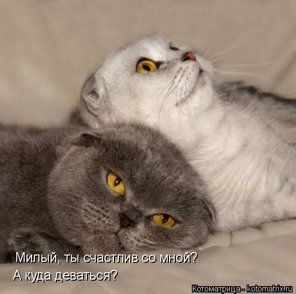 Милый, ты счастлив со мной? А куда деваться?... Котоматрица: Милый, ты счастлив со мной? А куда деваться?