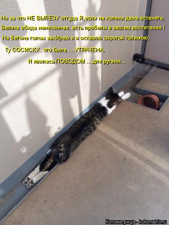 Велика обида нанесённая, есть пробелы в вашем воспитании ! На бетоне голом захИрею я и оставлю сирото... Котоматрица: Велика обида нанесённая, есть пробелы в вашем воспитании ! На бетоне голом захИрею я и оставлю сиротой голимою, Ту СОСИСКУ.. что была ....УТРА