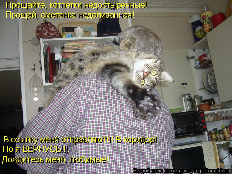 Прощайте, котлетки недостыренные! Прощай, сметанка недолизанная! В ссылку меня отправляют!!! В коридо... Котоматрица: Прощайте, котлетки недостыренные! Прощай, сметанка недолизанная! В ссылку меня отправляют!!! В коридор! Но я ВЕРНУСЬ!!! Дождитесь меня, любимы