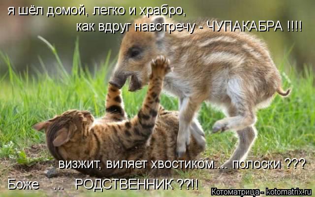 я шёл домой, легко и храбро, как вдруг навстречу - ЧУПАКАБРА !!!! визжит, виляет хвостиком.... полос... Котоматрица: я шёл домой, легко и храбро, как вдруг навстречу - ЧУПАКАБРА !!!! визжит, виляет хвостиком.... полоски ??? Боже ... РОДСТВЕННИК ??!!