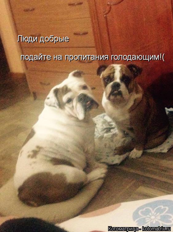 Люди добрые подайте на пропитания голодающим!( Люди добрые подайте на пропитания голодающим!(... Котоматрица: Люди добрые подайте на пропитания голодающим!( Люди добрые подайте на пропитания голодающим!(