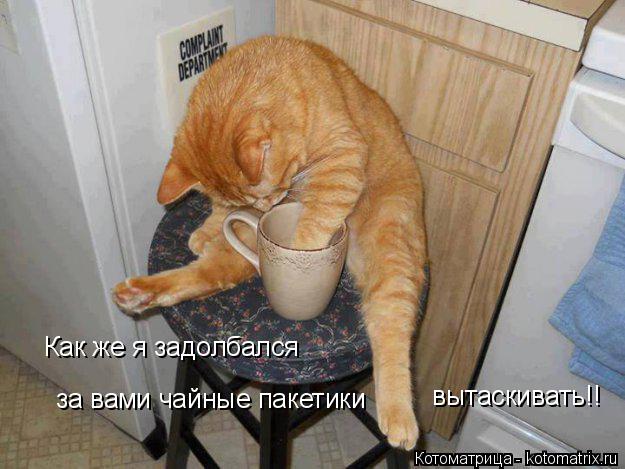 Как же я задолбался за вами чайные пакетики вытаскивать!!... Котоматрица: Как же я задолбался за вами чайные пакетики вытаскивать!!