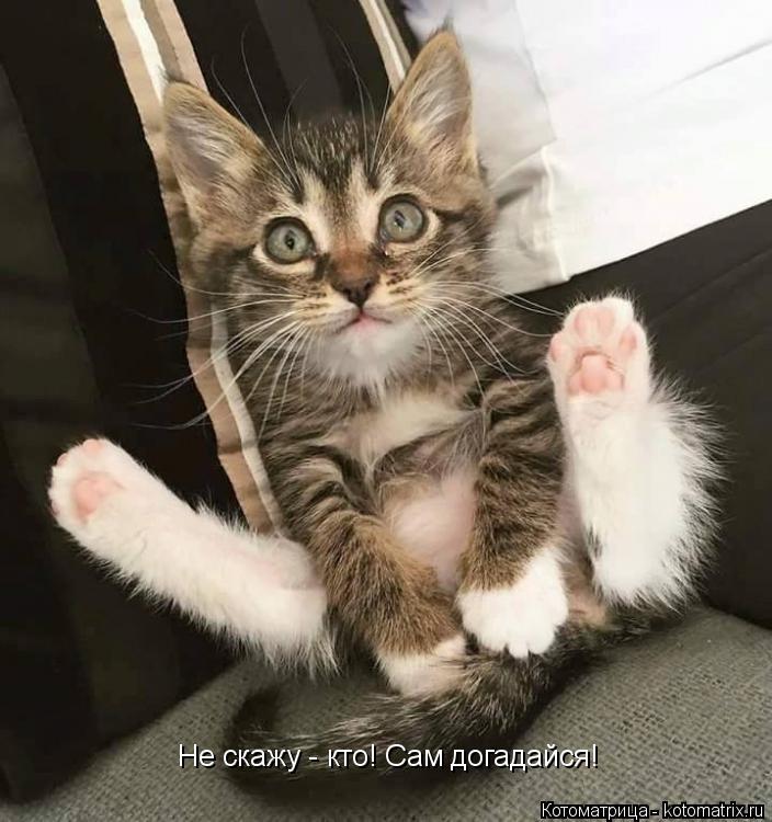 Не скажу - кто! Сам догадайся!... Котоматрица: Не скажу - кто! Сам догадайся!