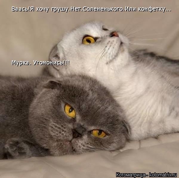 Ваась!Я хочу грушу.Нет.Солененького.Или конфетку... Мурка. Угомонись!!!... Котоматрица: Ваась!Я хочу грушу.Нет.Солененького.Или конфетку... Мурка. Угомонись!!!