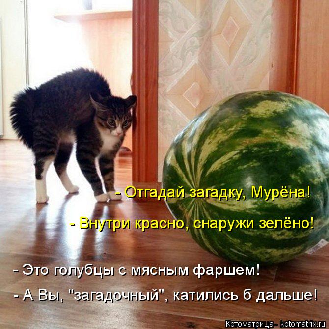 - Отгадай загадку, Мурёна! - Внутри красно, снаружи зелёно! - Это голубцы с мясным фаршем! - А Вы, "з... Котоматрица: - Отгадай загадку, Мурёна! - Внутри красно, снаружи зелёно! - Это голубцы с мясным фаршем! - А Вы, "загадочный", катились б дальше!