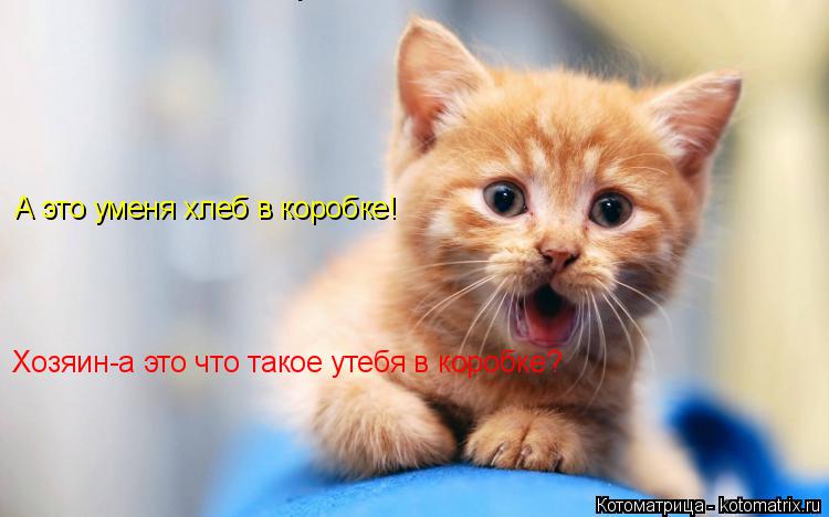 О-колбасу хозяин О-колбасу хозяин несет надо спереть О-колбасу хозяин несет надо спереть Хозяин-а эт... Котоматрица: О-колбасу хозяин О-колбасу хозяин несет надо спереть О-колбасу хозяин несет надо спереть Хозяин-а это что такое утебя в коробке? А это уменя