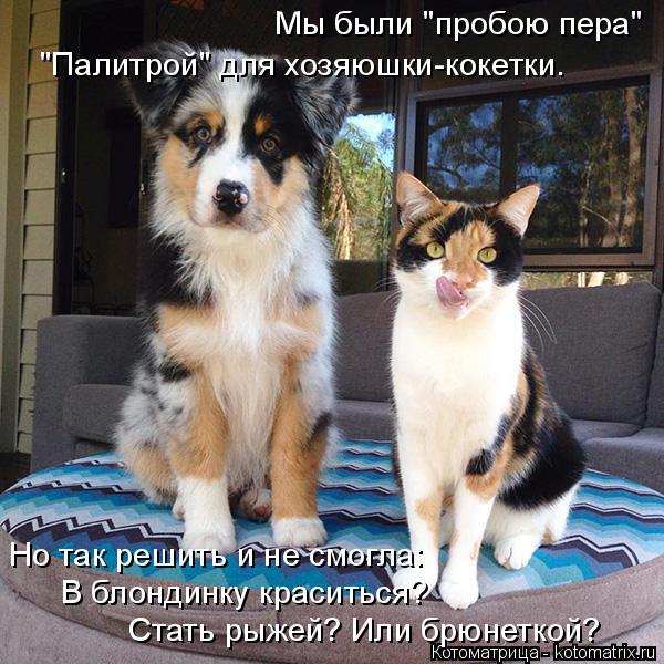 Мы были "пробою пера" "Палитрой" для хозяюшки-кокетки. Но так решить и не смогла: В блондинку красить... Котоматрица: Мы были "пробою пера" "Палитрой" для хозяюшки-кокетки. Но так решить и не смогла: В блондинку краситься? Стать рыжей? Или брюнеткой?