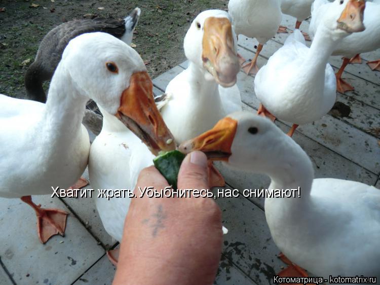 Хватит жрать.Убыбнитесь,нас снимают!... Котоматрица: Хватит жрать.Убыбнитесь,нас снимают!