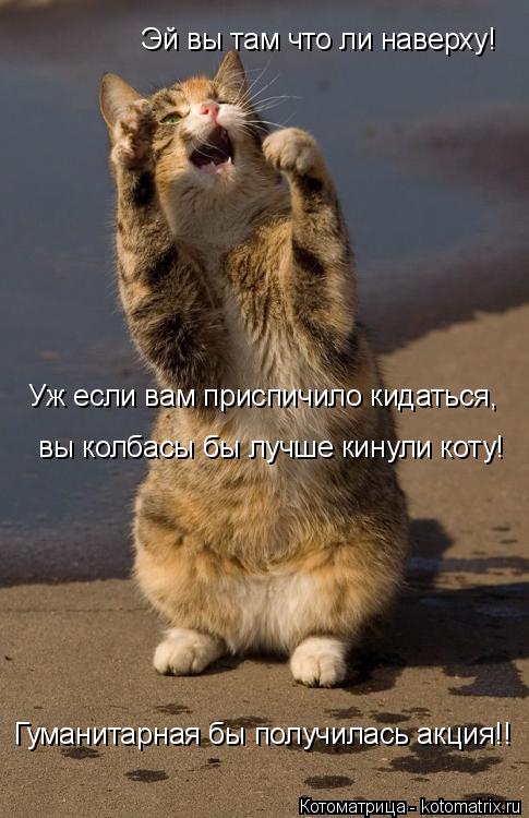 Эй вы там что ли наверху! Уж если вам приспичило кидаться, вы колбасы бы лучше кинули коту! Гуманитар... Котоматрица: Эй вы там что ли наверху! Уж если вам приспичило кидаться, вы колбасы бы лучше кинули коту! Гуманитарная бы получилась акция!!