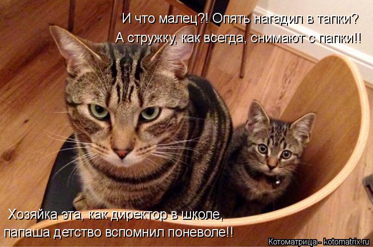 И что малец?! Опять нагадил в тапки? А стружку, как всегда, снимают с папки!! Хозяйка эта, как директ... Котоматрица: И что малец?! Опять нагадил в тапки? А стружку, как всегда, снимают с папки!! Хозяйка эта, как директор в школе, папаша детство вспомнил понево