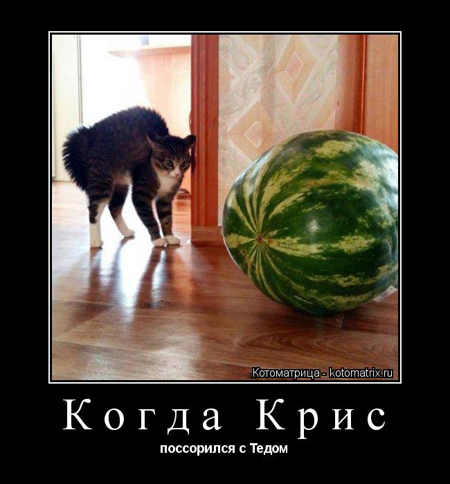 Когда Крис поссорился с Тедом... Котоматрица: Когда Крис поссорился с Тедом