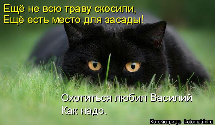 Ещё не всю траву скосили, Ещё есть место для засады! Охотиться любил Василий Как надо.... Котоматрица: Ещё не всю траву скосили, Ещё есть место для засады! Охотиться любил Василий Как надо.