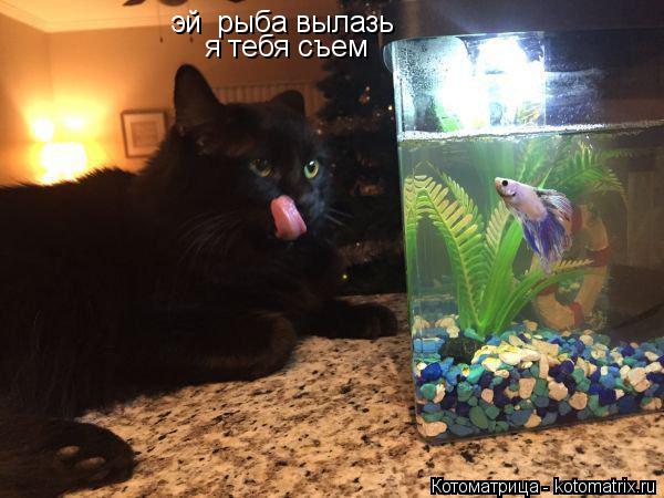 эй рыба вылазь я тебя съем... Котоматрица: эй рыба вылазь я тебя съем
