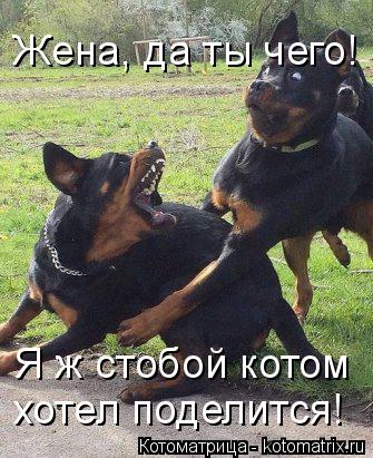 Жена, да ты чего! Я ж стобой котом хотел поделится!... Котоматрица: Жена, да ты чего! Я ж стобой котом хотел поделится!