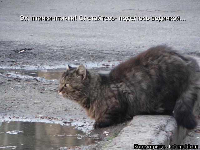 Эх, птички-птички! Слетайтесь- поделюсь водичкой...... Котоматрица: Эх, птички-птички! Слетайтесь- поделюсь водичкой...