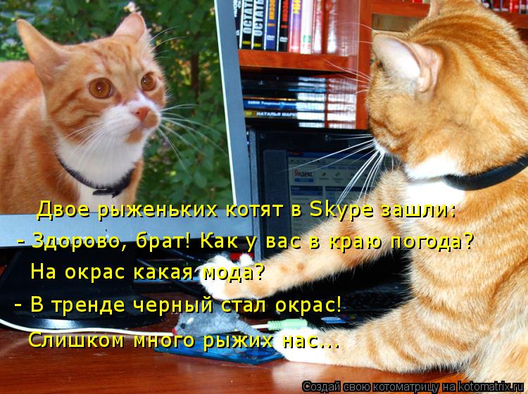 Двое рыженьких котят в Skype зашли: - Здорово, брат! Как у вас в краю погода? На окрас какая мода? - ... Котоматрица: Двое рыженьких котят в Skype зашли: - Здорово, брат! Как у вас в краю погода? На окрас какая мода? - В тренде черный стал окрас! Слишком много рыжи